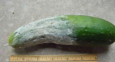 Jak a co zpracovat okurky z plísně, je to nutné?